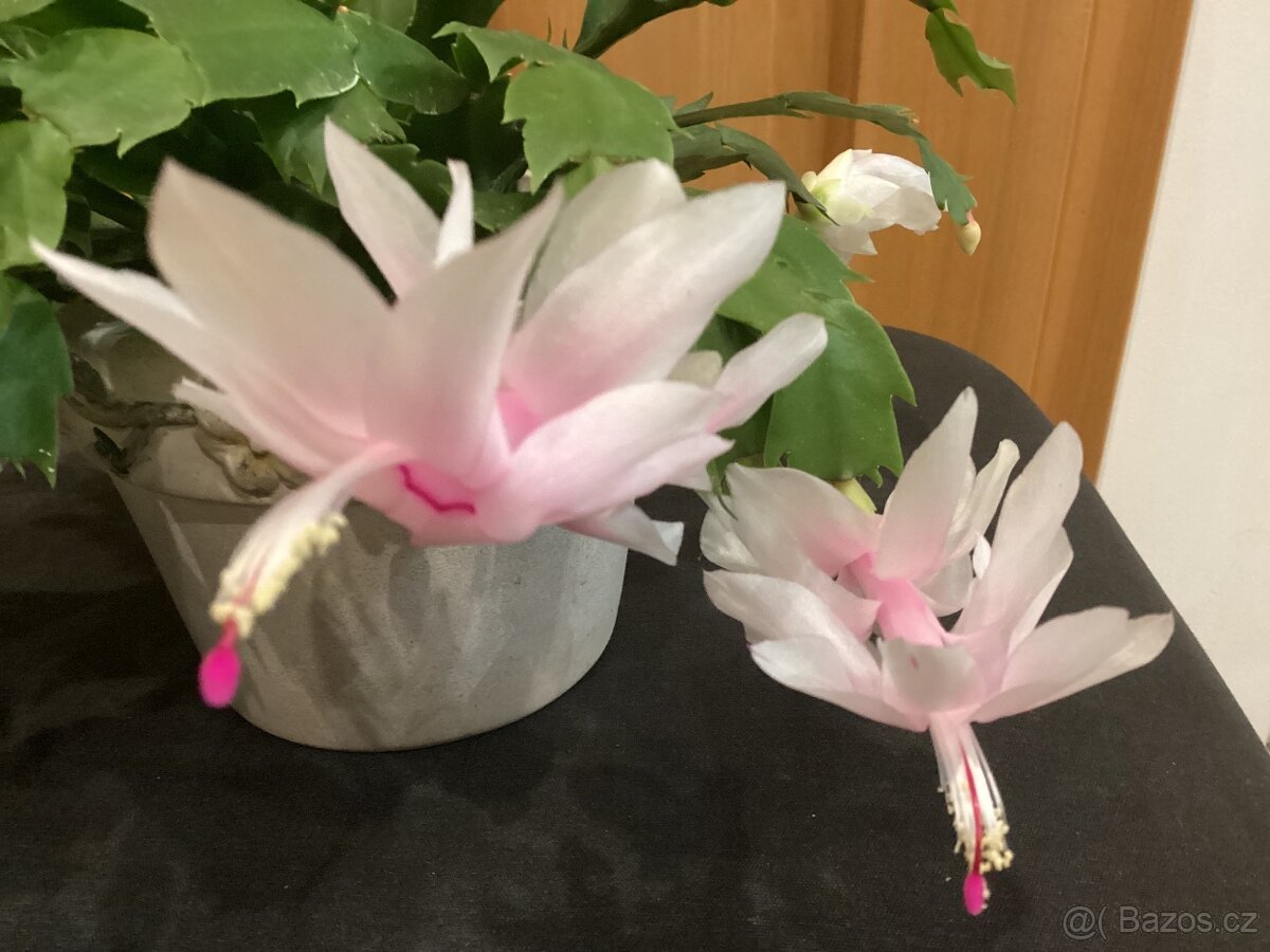 Vánoční kaktusy - 2