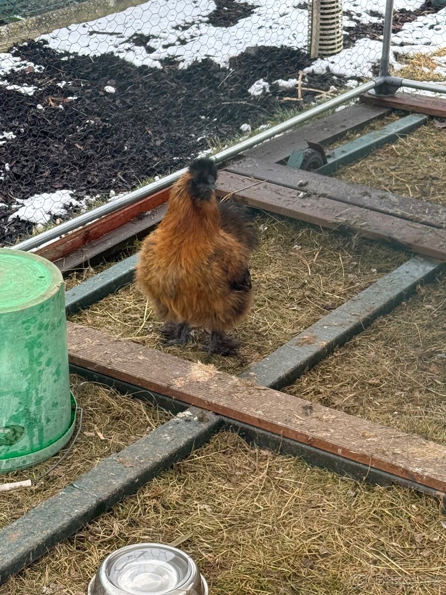 Kohoutek Hedvábničky - 2