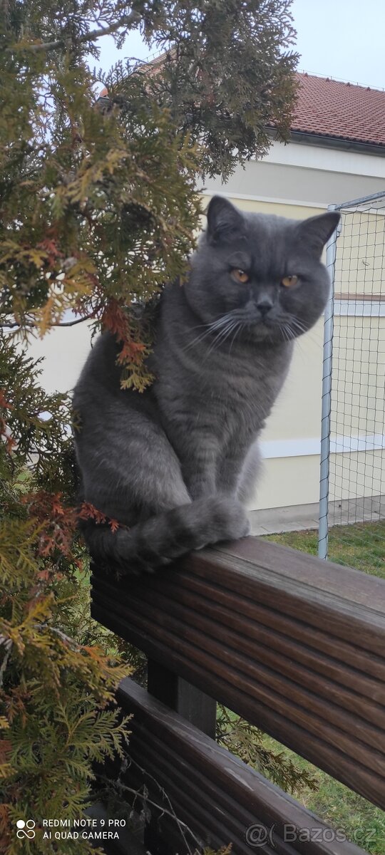 Fešácký britský kocourek - 2