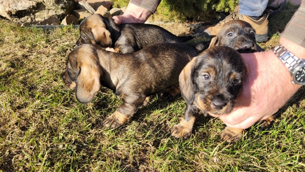 Jezevčík drsnosrstý standard s PP - 2