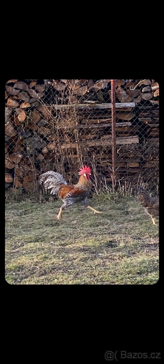 Vlaška rodobarvá NV - 2