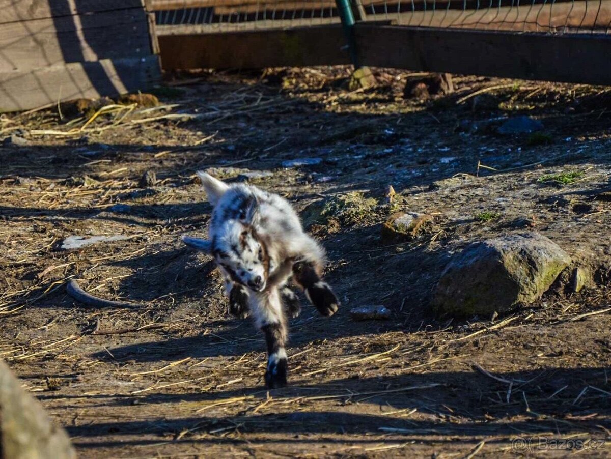 Holandský zakrslý kozel - 2