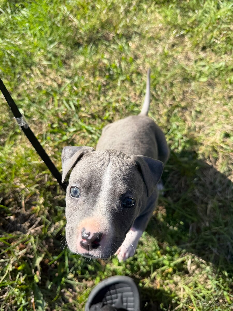 Stafordšírský bulteriér - 2