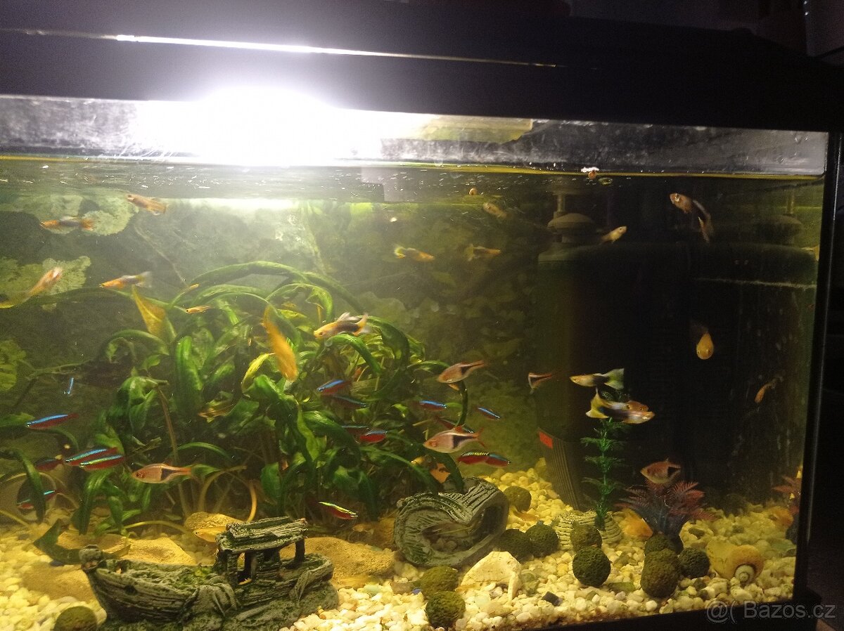 Akvarijní rybičky Ancistrus (Krunýřovec) - 2