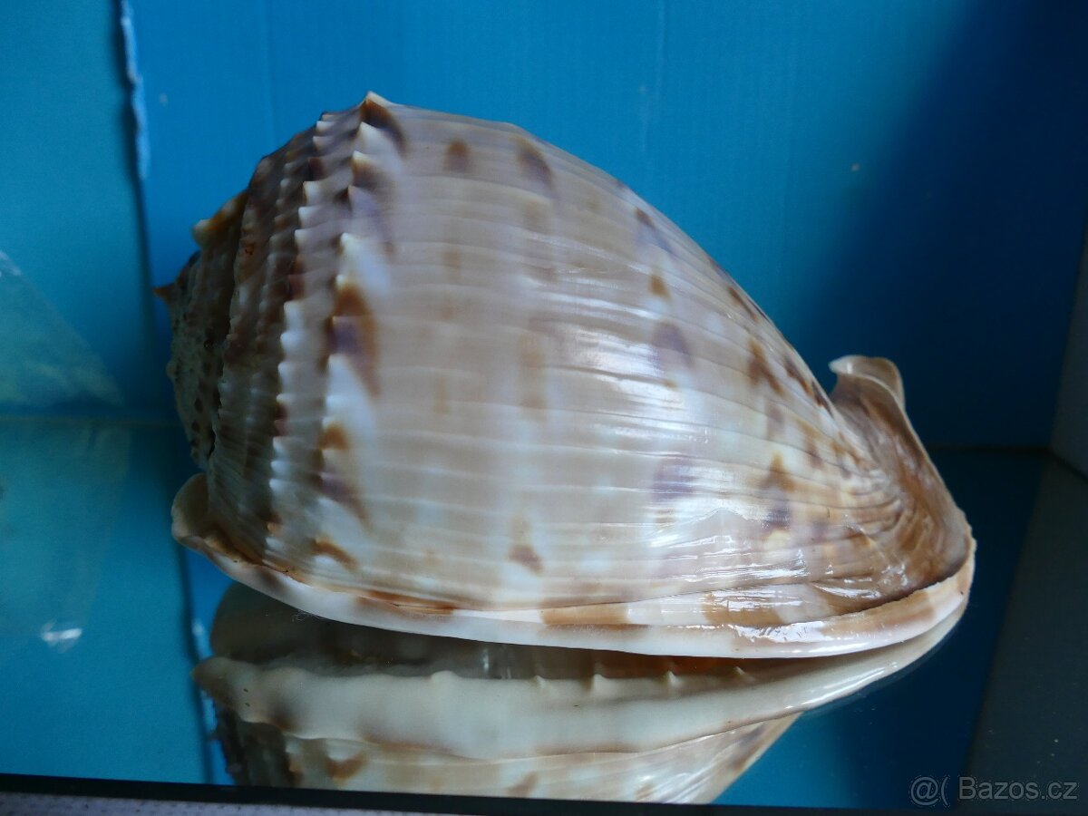 Cassis tesselata w.o - 2
