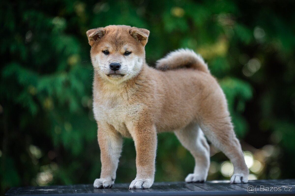 Štěňě Shiba s PP ČMKU/FCI - 2