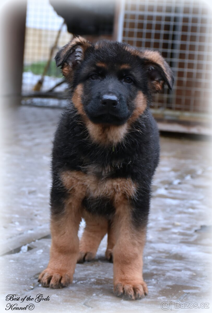 Německý Ovčák - štěňata - 2