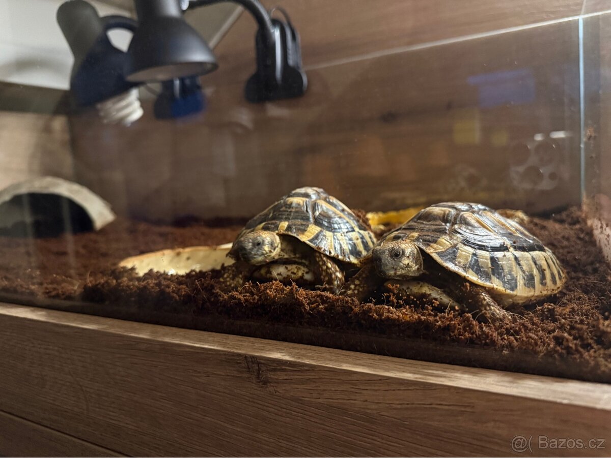 Terárium 100x50x32 - 2