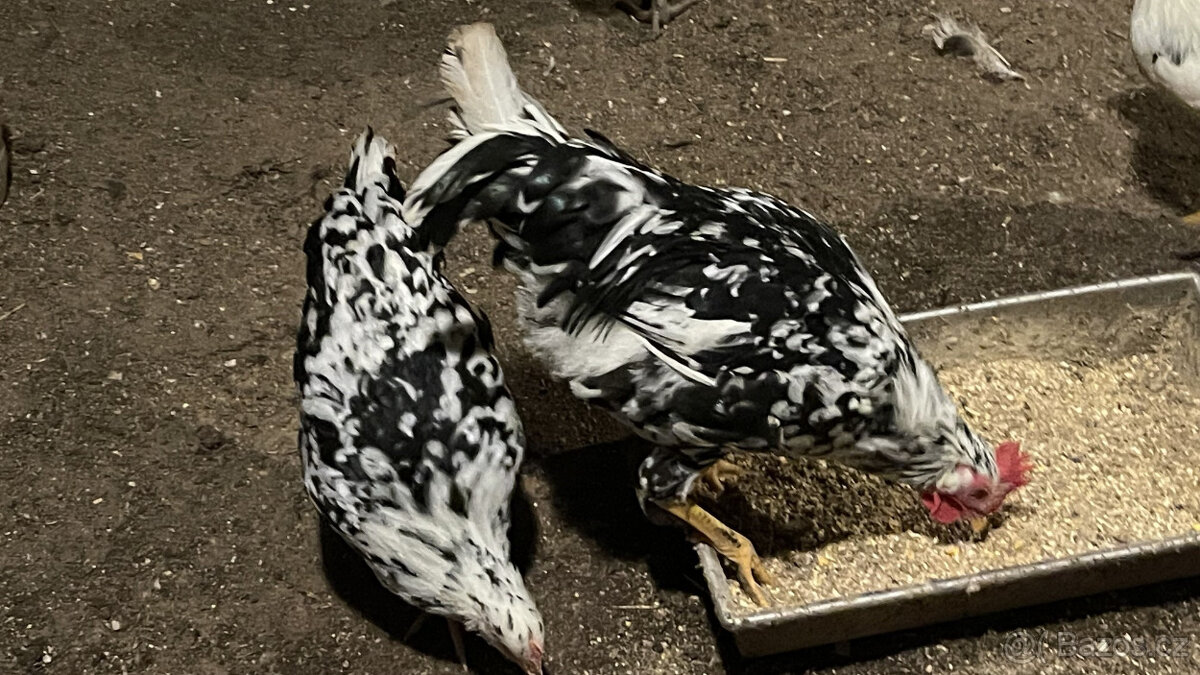 Prodám čisté kohouty vlašky Exchequer - 2