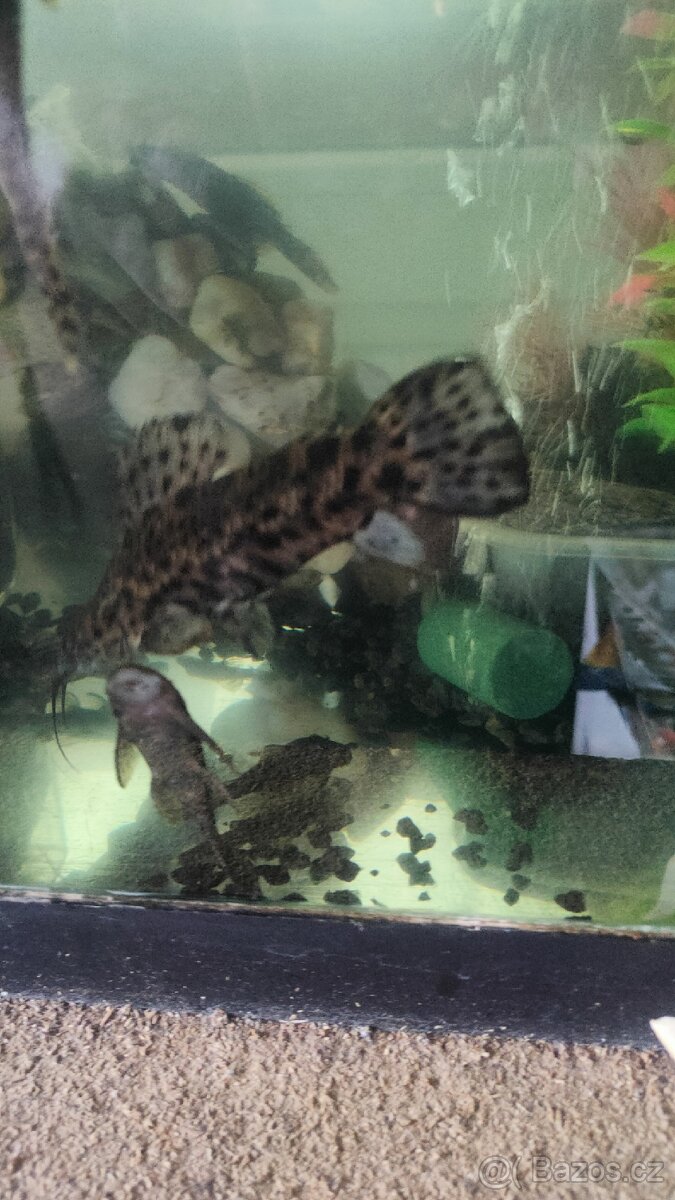 Pancéřníček kropenatý - 2