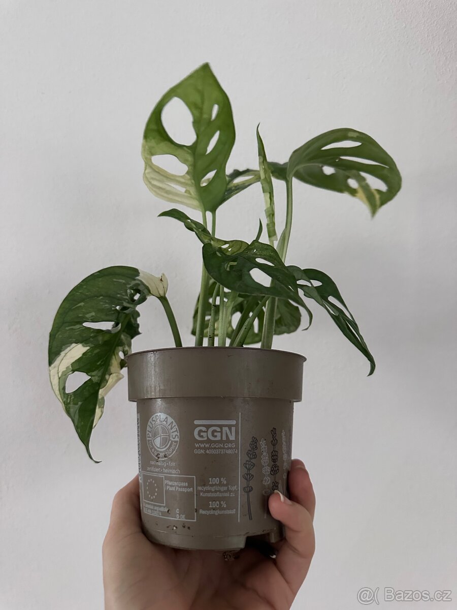 Monstera Adansonii Japanese Tricolor - 2