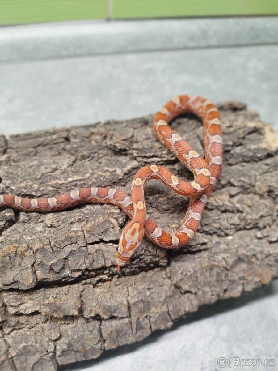 Užovka červená (Corn Snake) - 2