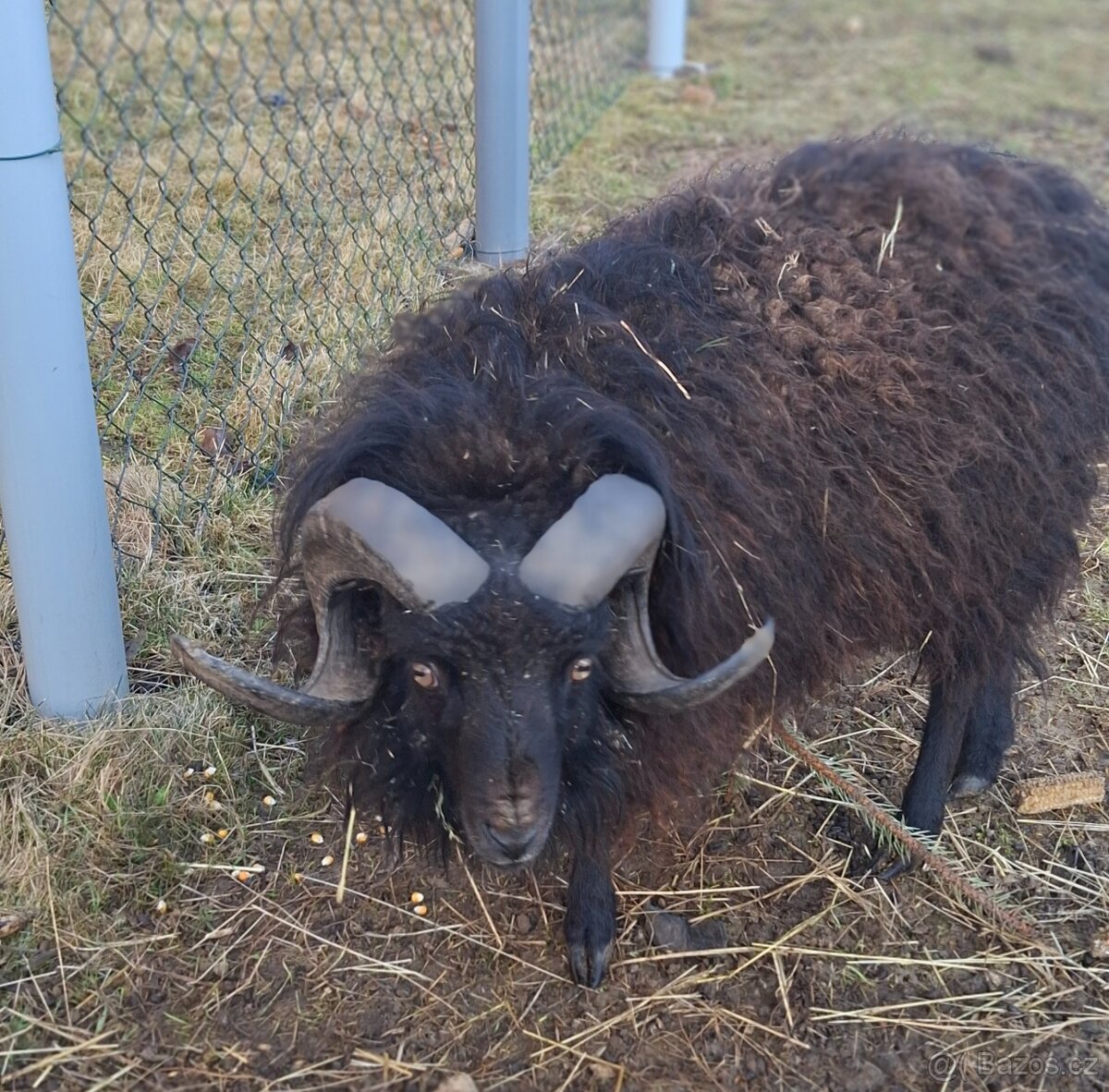 Oussentský beran - 2