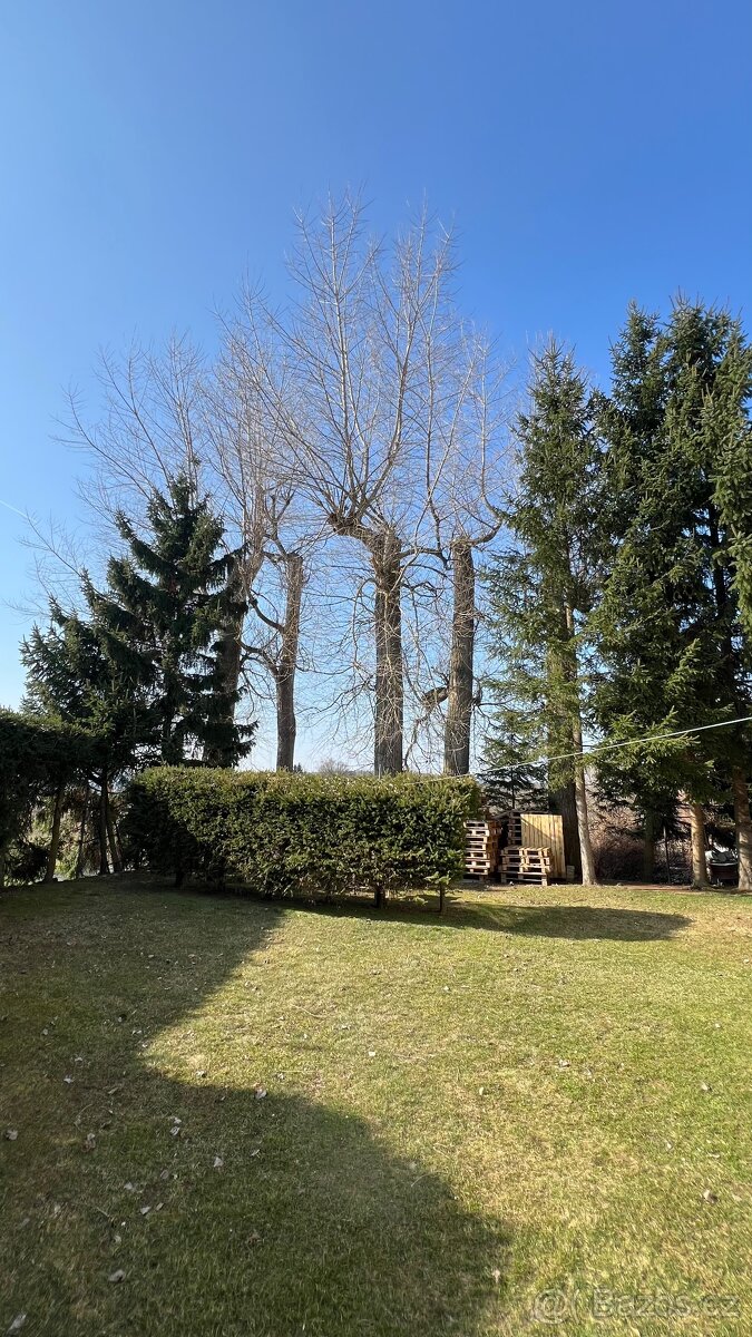 Dřevo - 5 stromů za pokácení a odvoz - 2