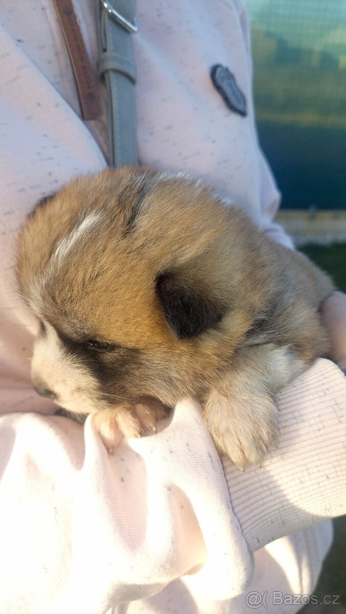 štěně akita inu - 2
