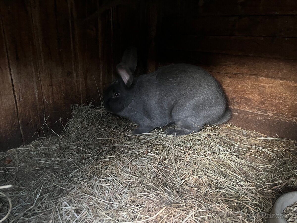Králík samice - 2