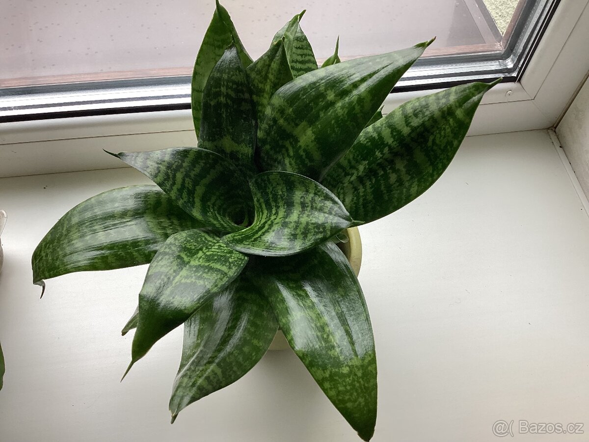 Potos, Tchýnin jazyk, kapradi 3 druhy - 2