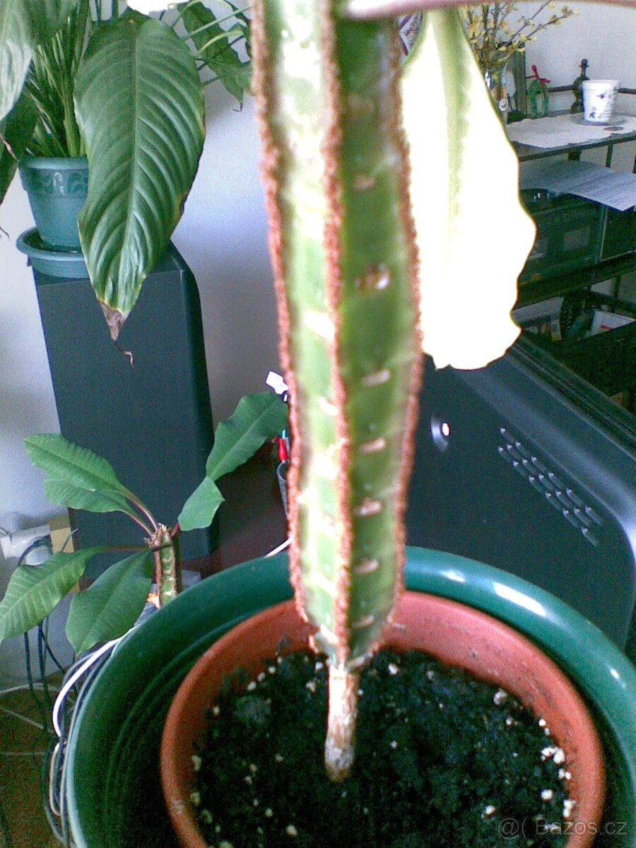 PRYŠEC +TCHYNIN JAZYK - 2