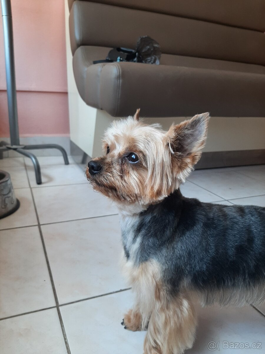 Hlídání zvířat - 2