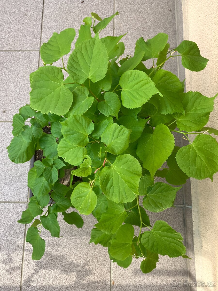Bonsai, Bonsaj, lípa srdčitá - 2