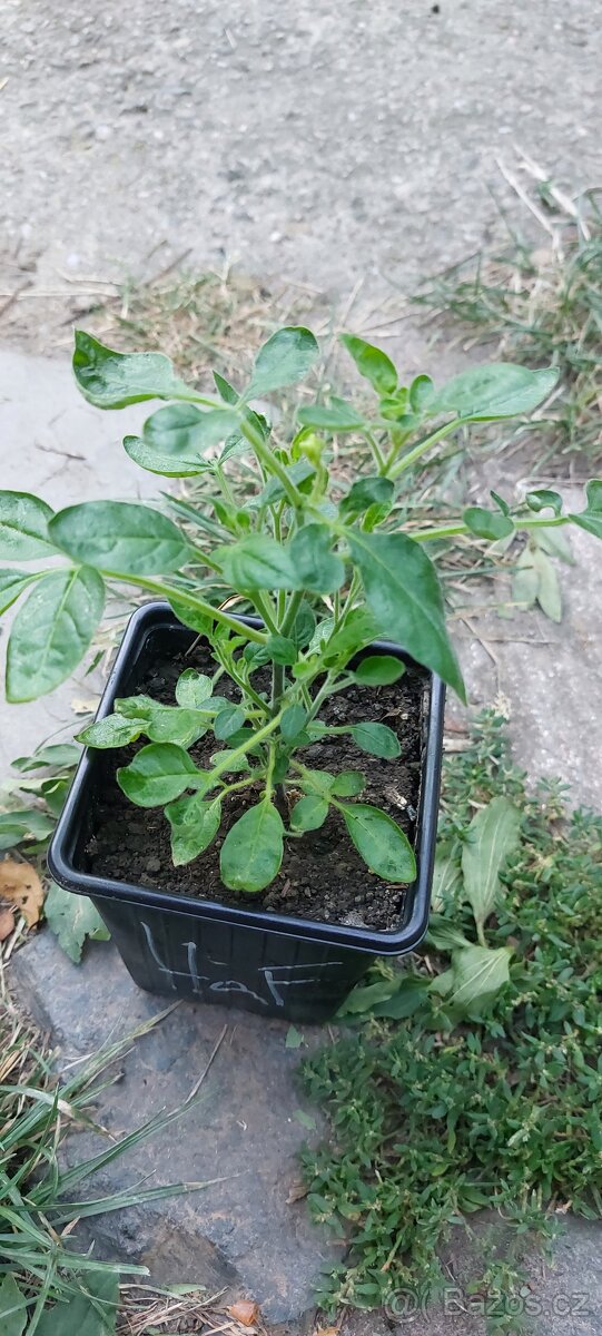 Solanum tabanoense - 2