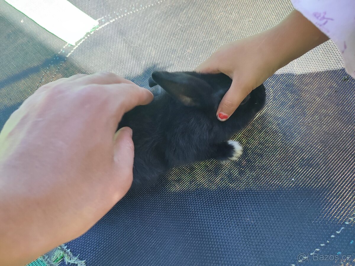 Zakrslý králíčci - 2