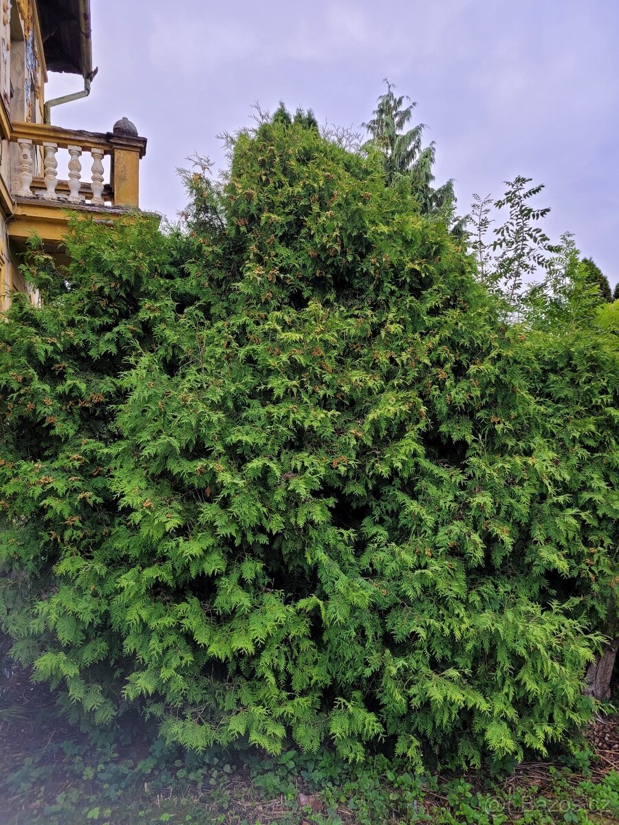 Túje za odvoz na chvojí atd. - 2