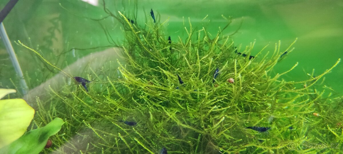 Krevetky-Blue diamond- Neocaridina Davidi - 2