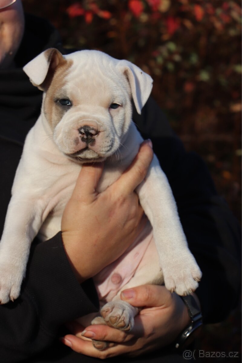 Americký stafordšírský teriér s PP pejsek 2 - 2