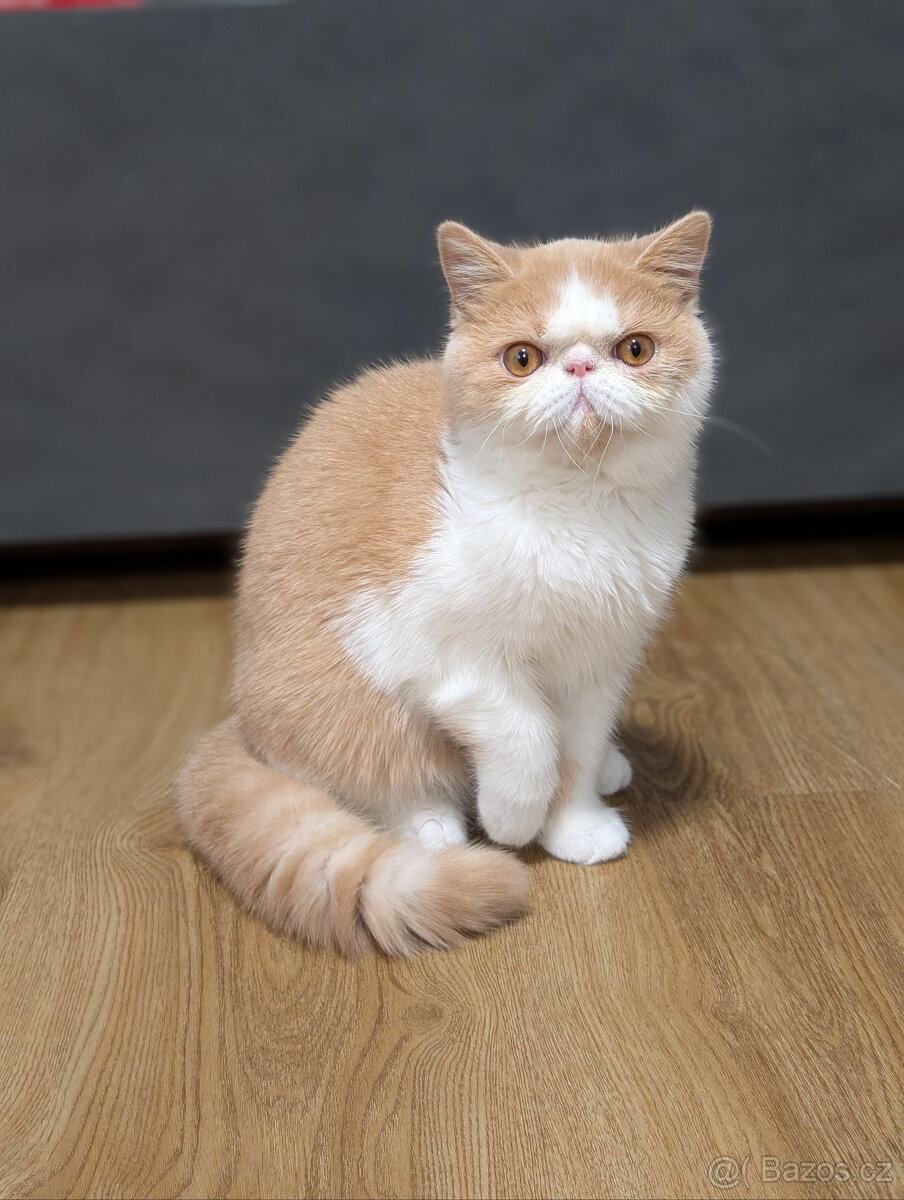 Prodám exotickou kočku s PP - 2