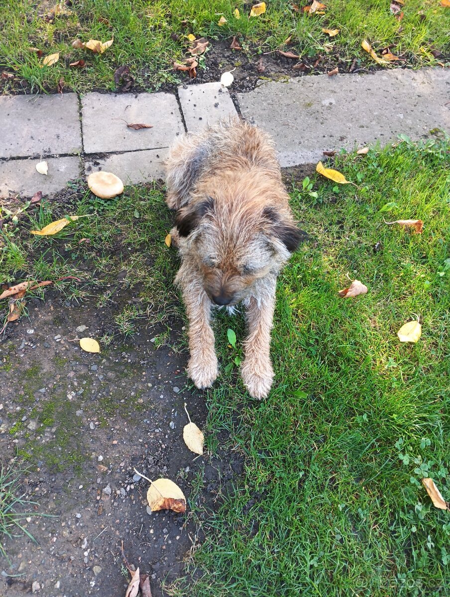 Border teriér s PP ke krytí - 2