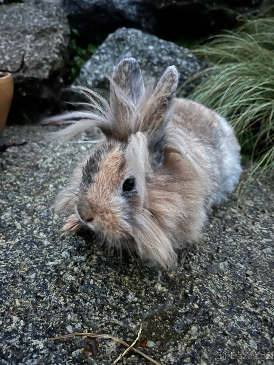 Zakrslý králík Teddy 🐇🐇 vlasatá holčička ❤️ - 2