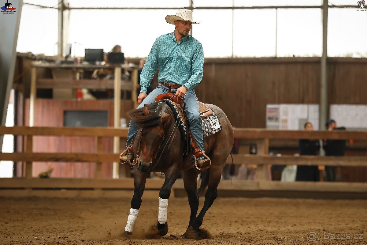 Plemenný hřebec AQH - 2