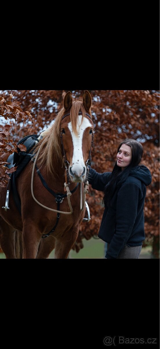 Pronajem valacha - 2