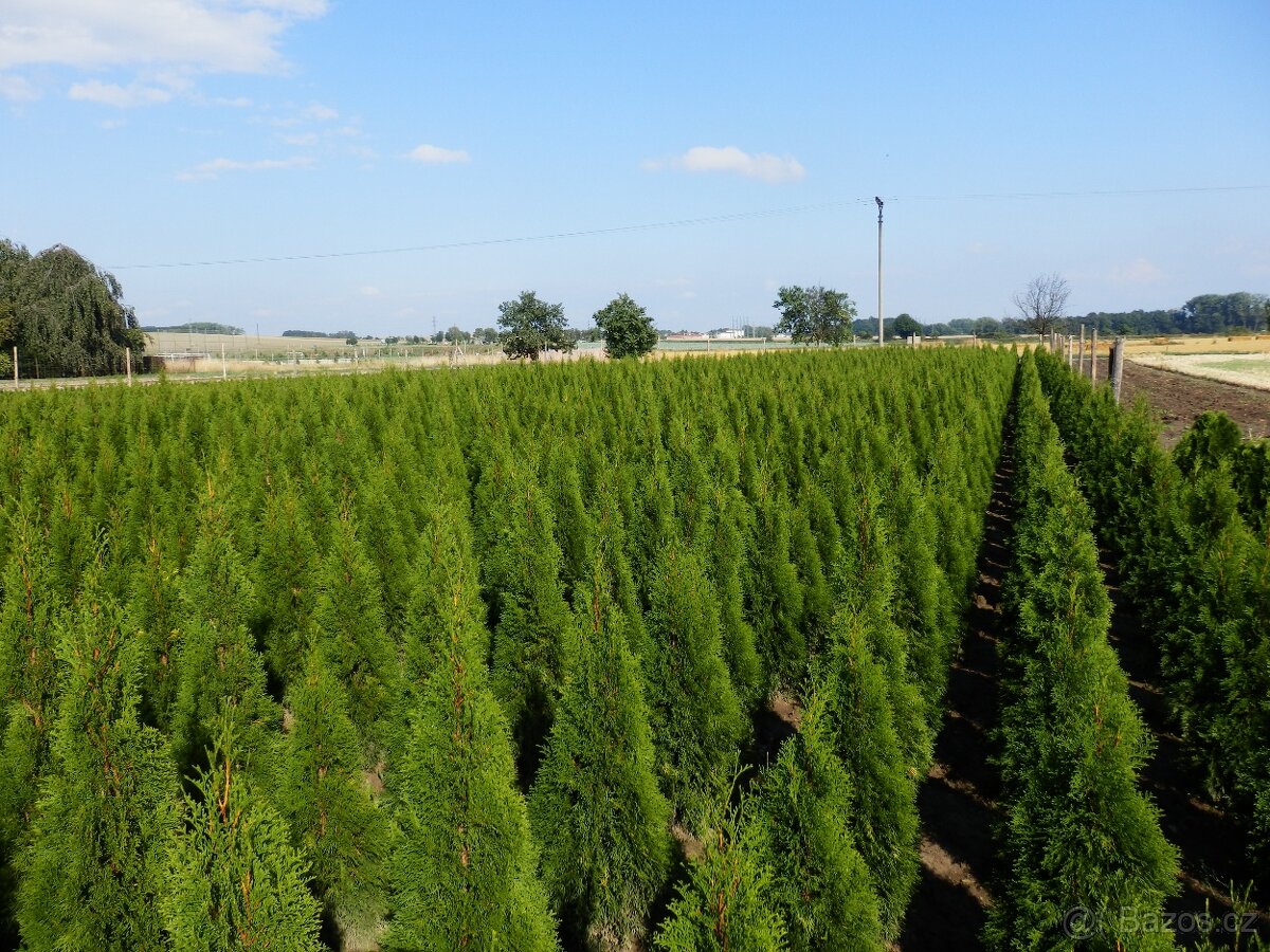 Túje, Thuja,Thuje, tůje (Thuja occidentalis Smaragd) - 2