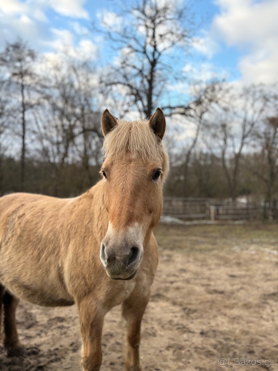 Hledáme koníka - 2