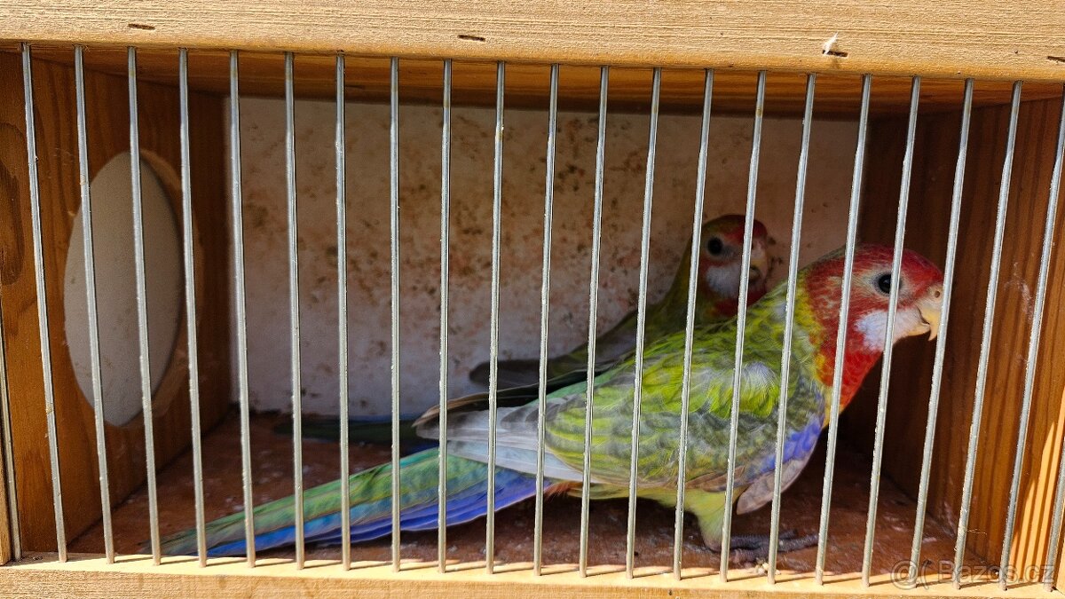 Rosela pestrá - Pastel 1.0 - 2