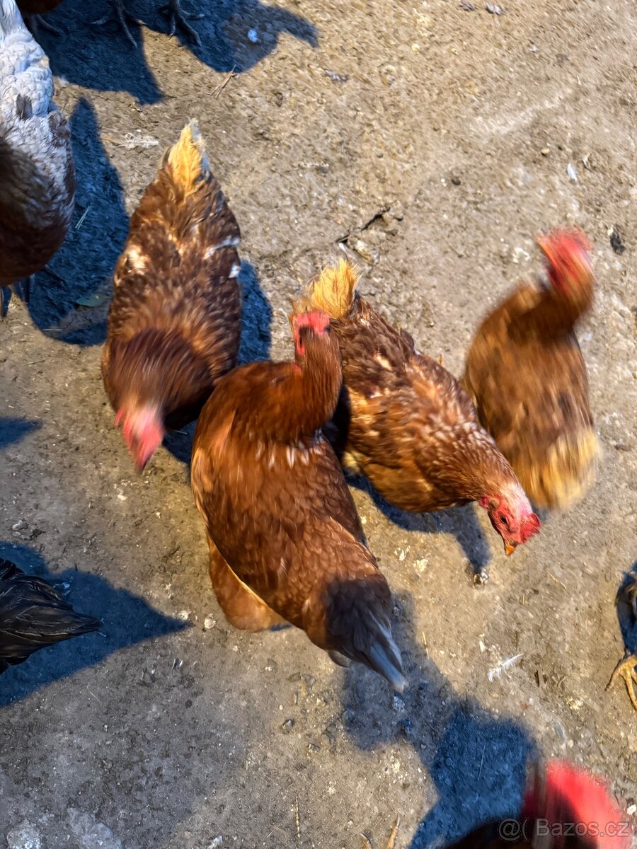 Domácí vajíčka - 2