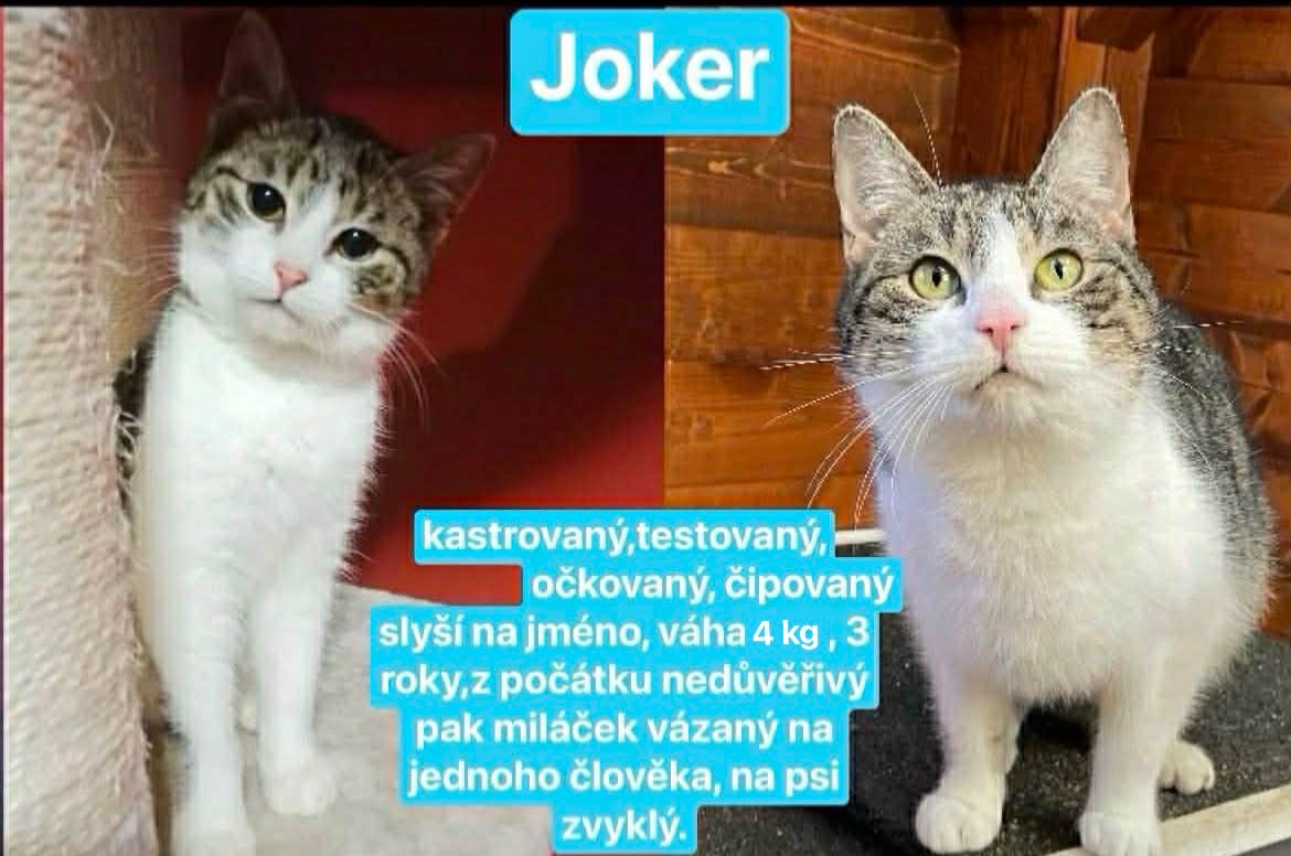 Kočka a Kocourek - 2