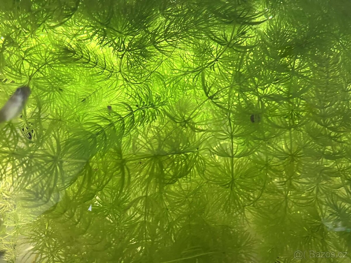 Růžkatec ponořený - 2