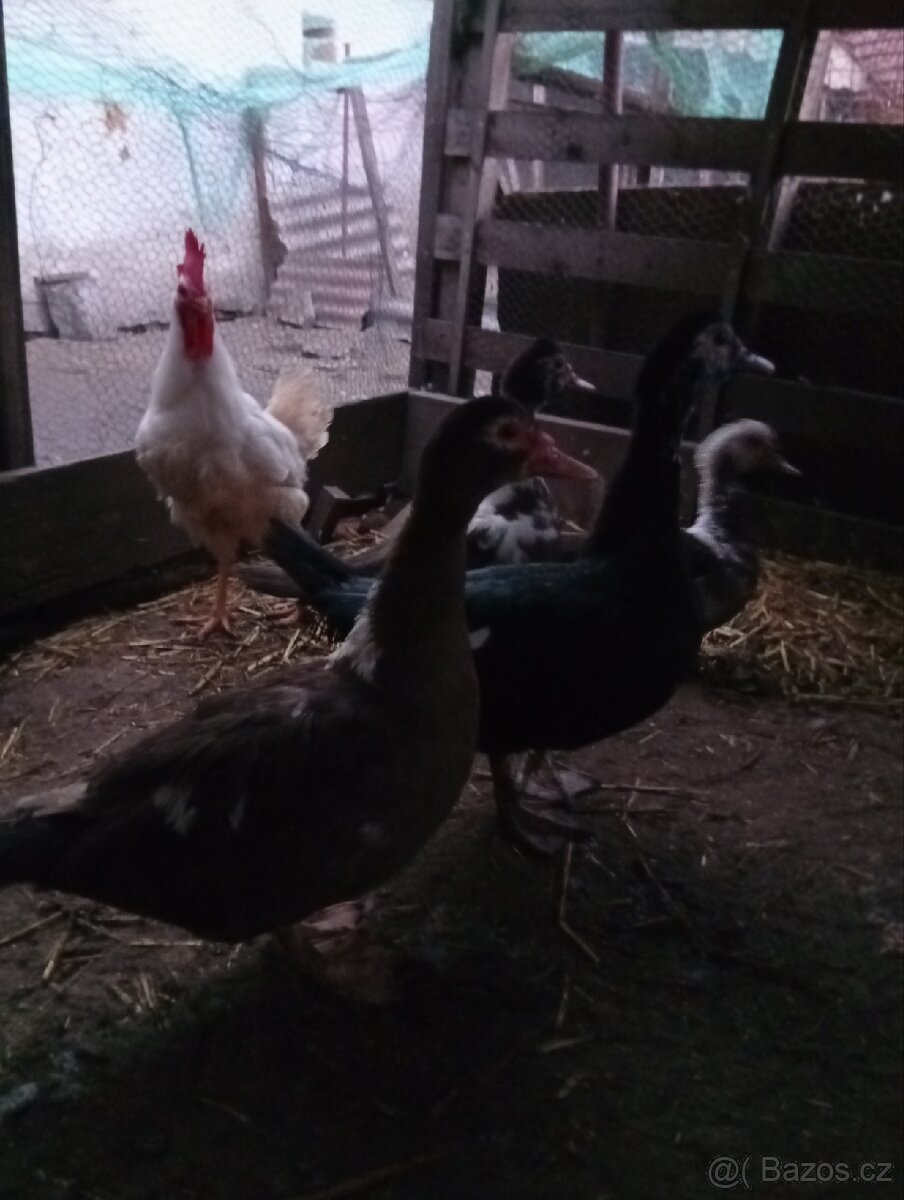 Prodám kachny pižmovky - 2