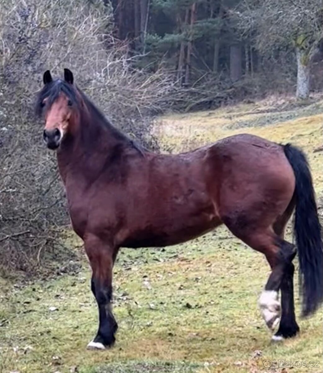 3,5leta klisna welsh cob - 2