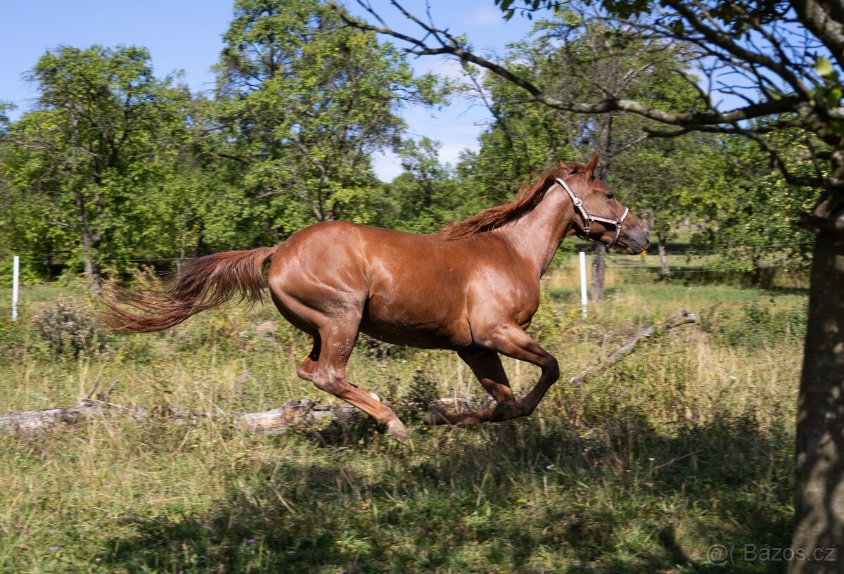 Aph red roan kobylka - 2