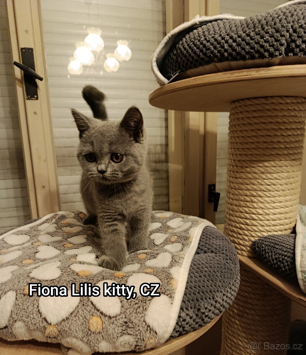 Britská Modrá Krátkosrstá s PP - 2