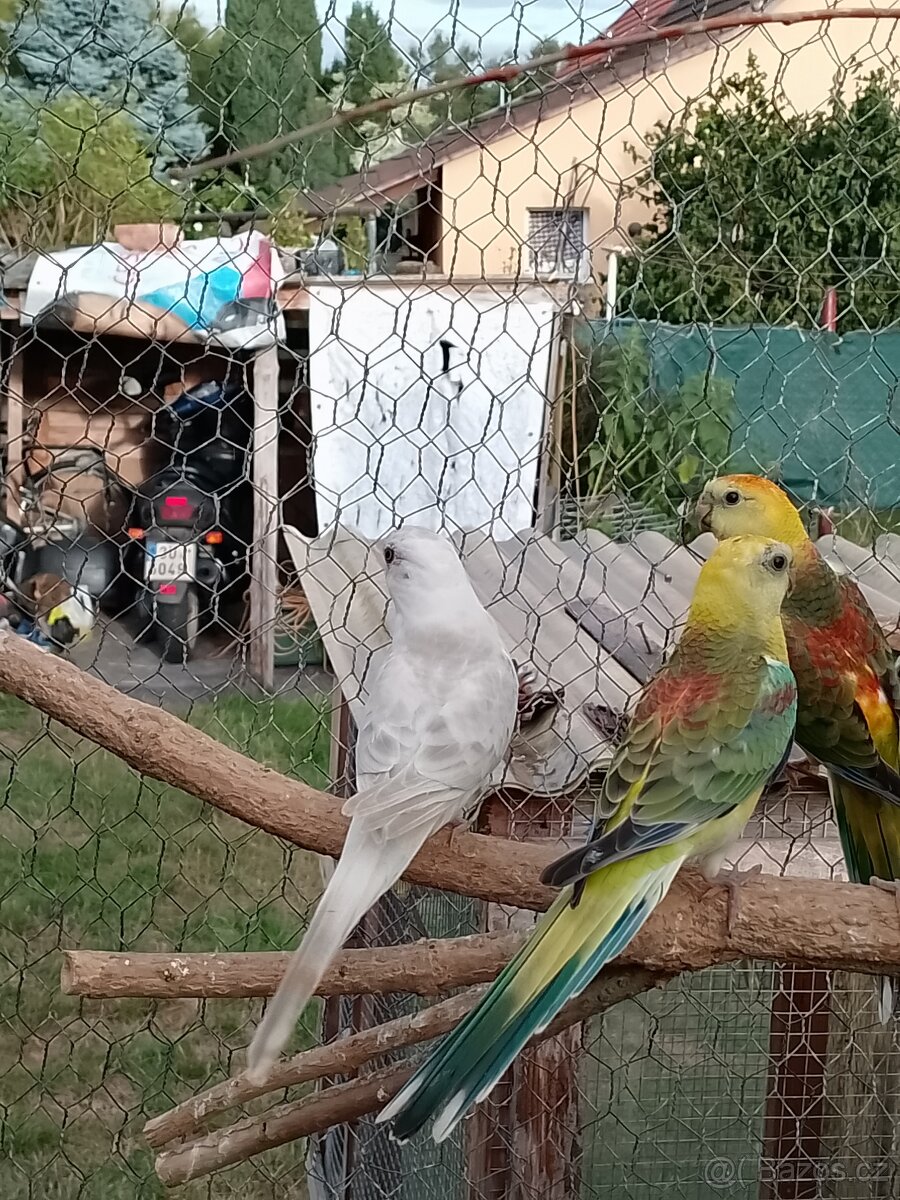 Papoušek zpěvavý - 2