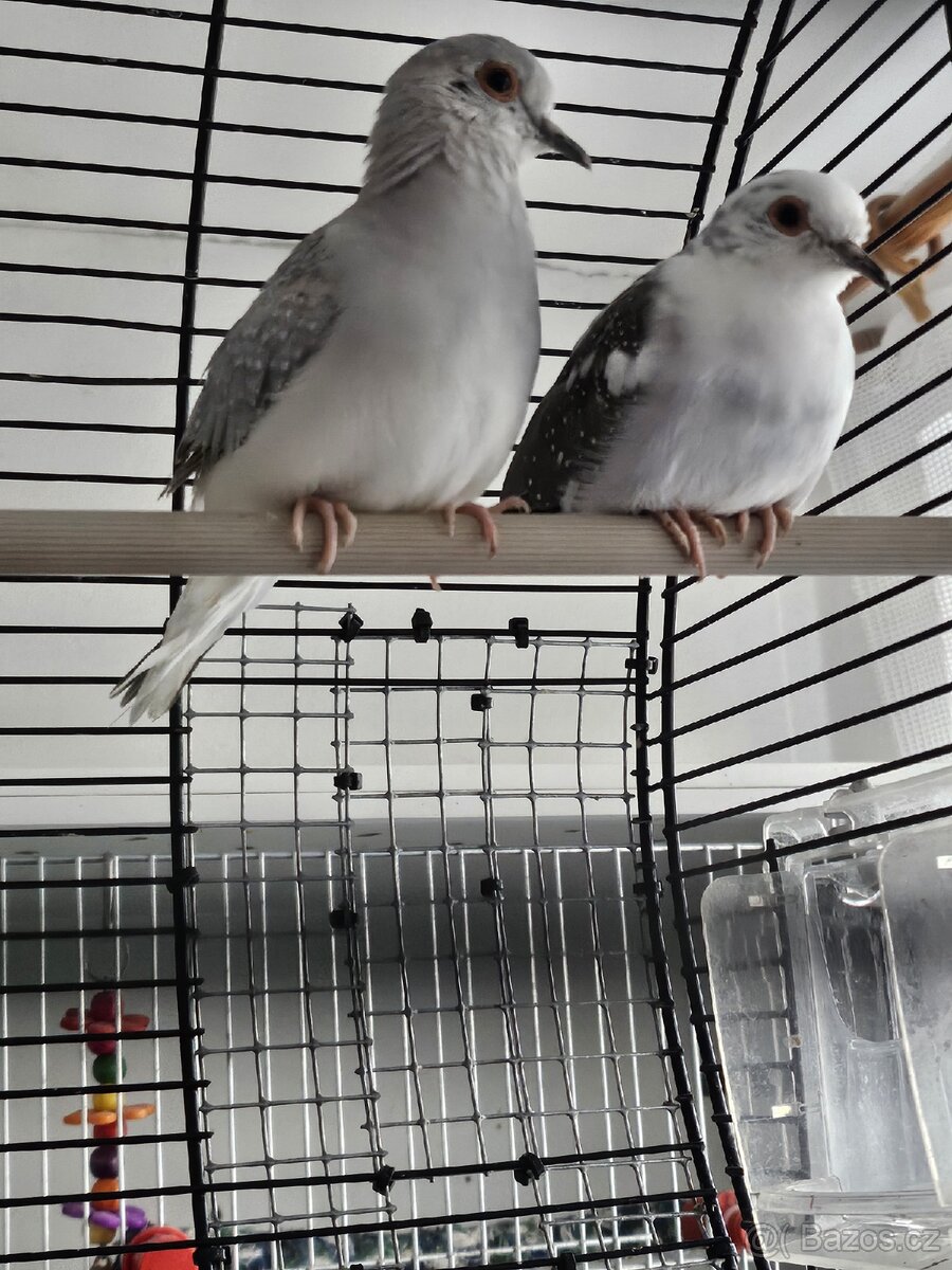 Holoubek diamantový - 2