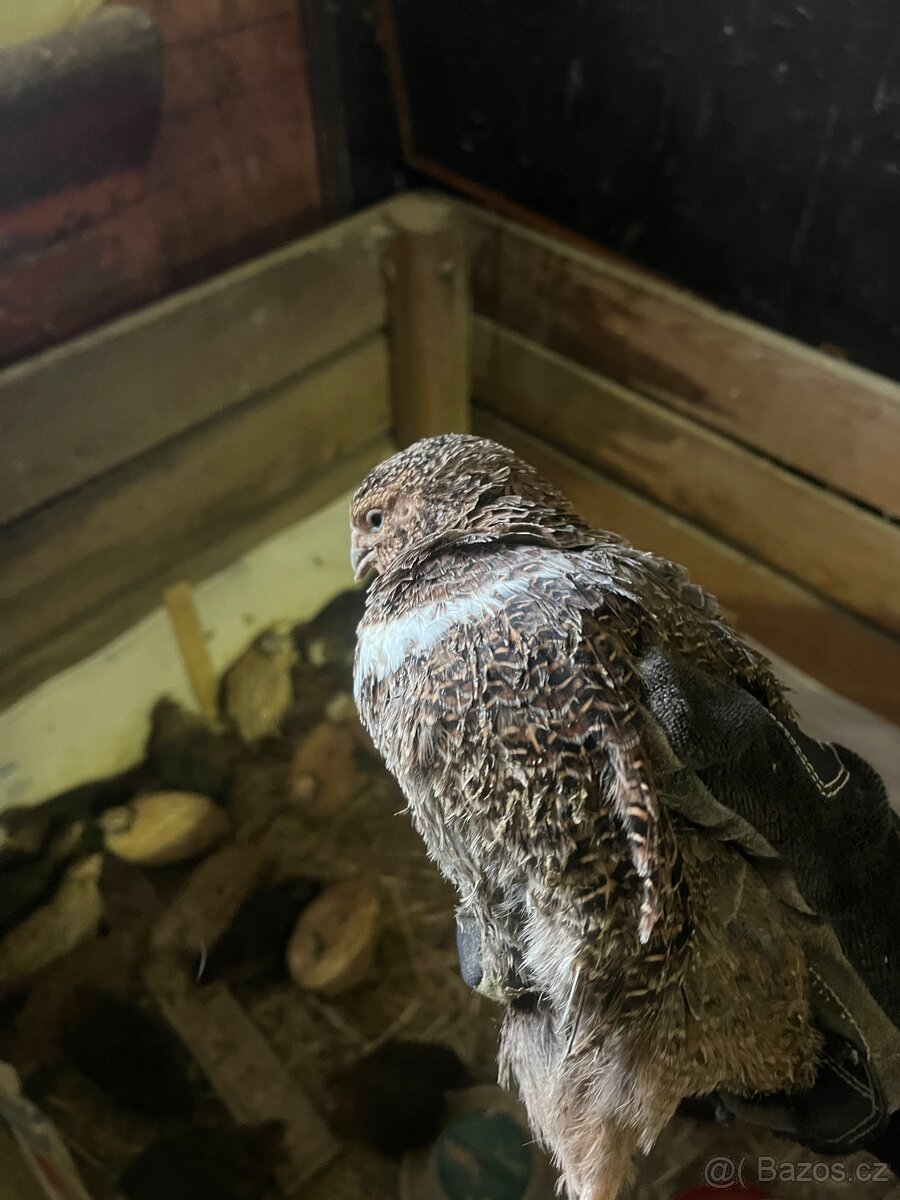 Křepelky - kohoutci - 2