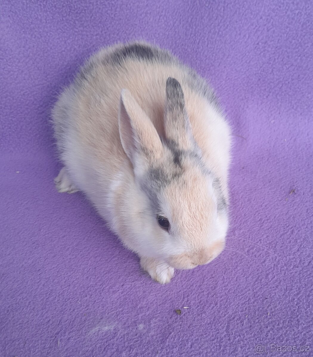 Zakrslý králíček - 2