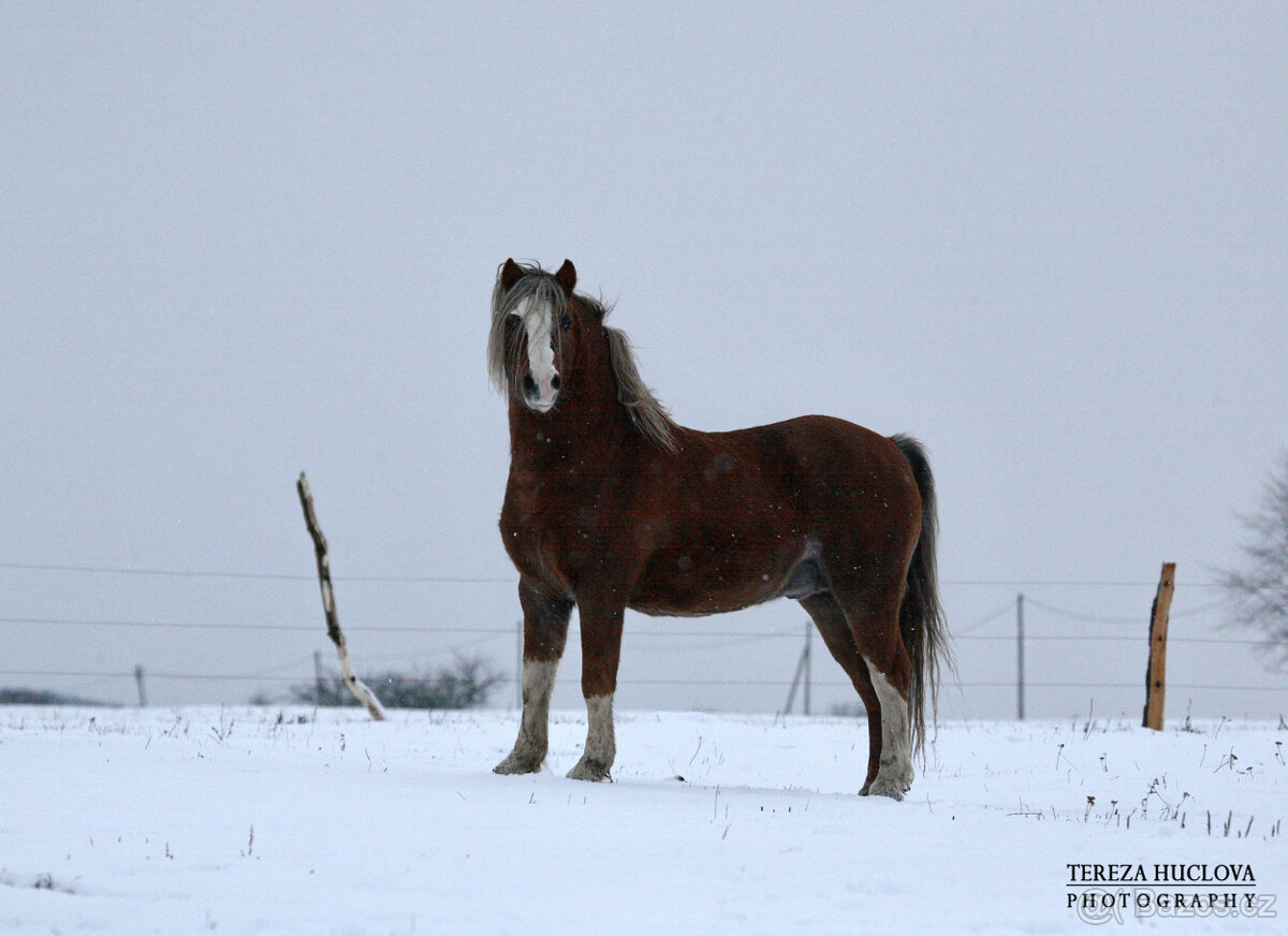 Welsh mountain pony, sekce A - 2
