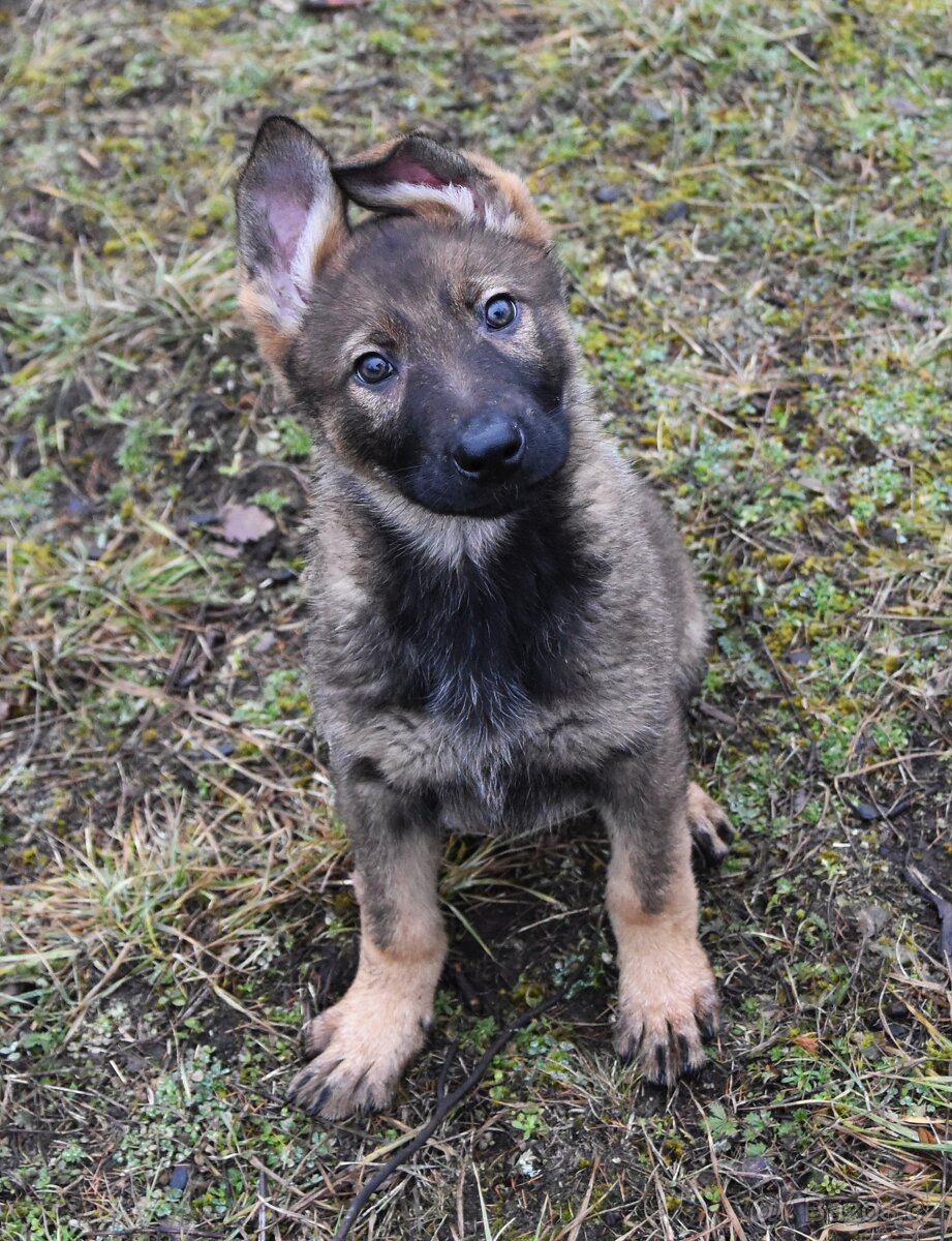 Štěňátka německého ovčáka s PP - 2